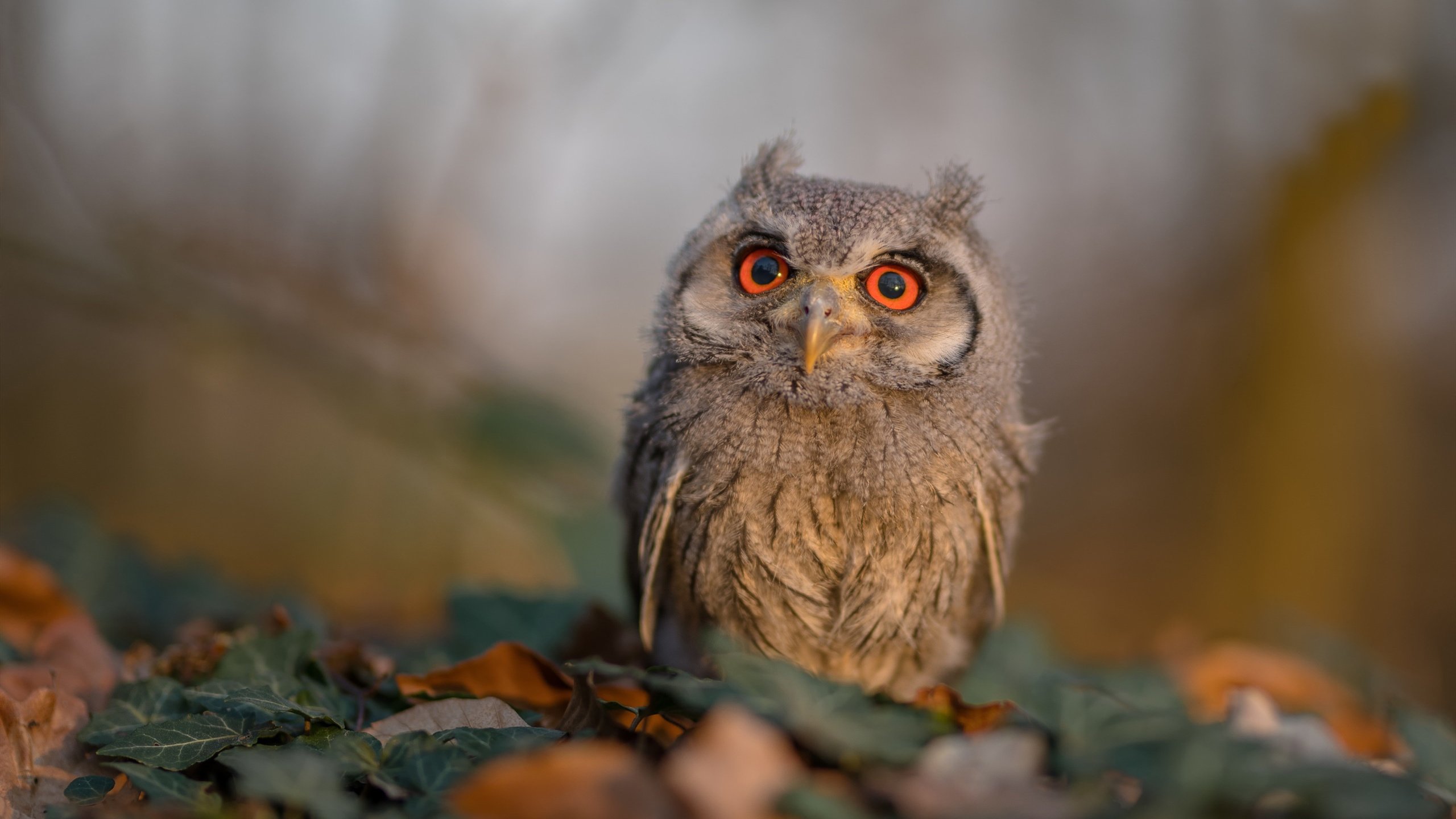 当格林公式在东方验证，广厦淘汰太阳的暗物质