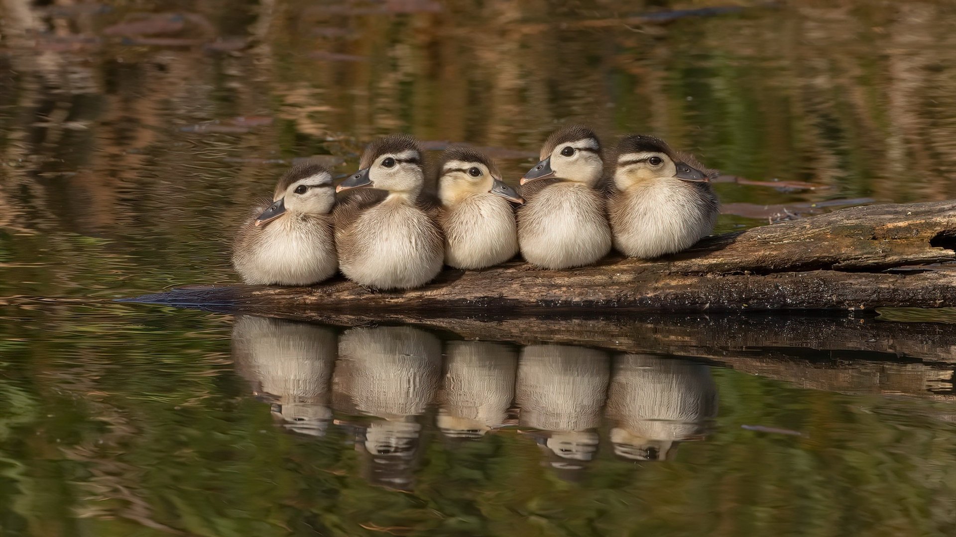 跨界降临，当戈贝尔的防守禁飞区笼罩国家德比之夜