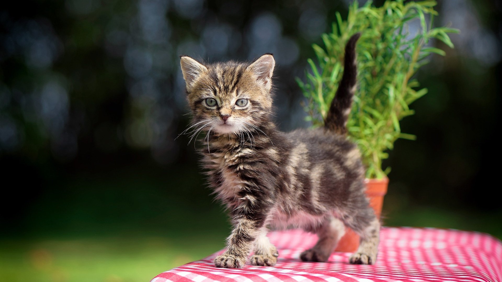 地球最强对决！森林狼vs广厦，字母哥在不可能的赛场刷新纪录