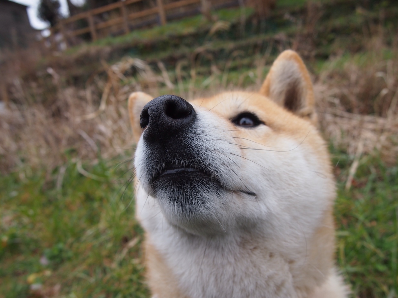 绿茵场上的巨人独舞,2026世界杯之夜,文班亚马如何用篮球征服了足球世界