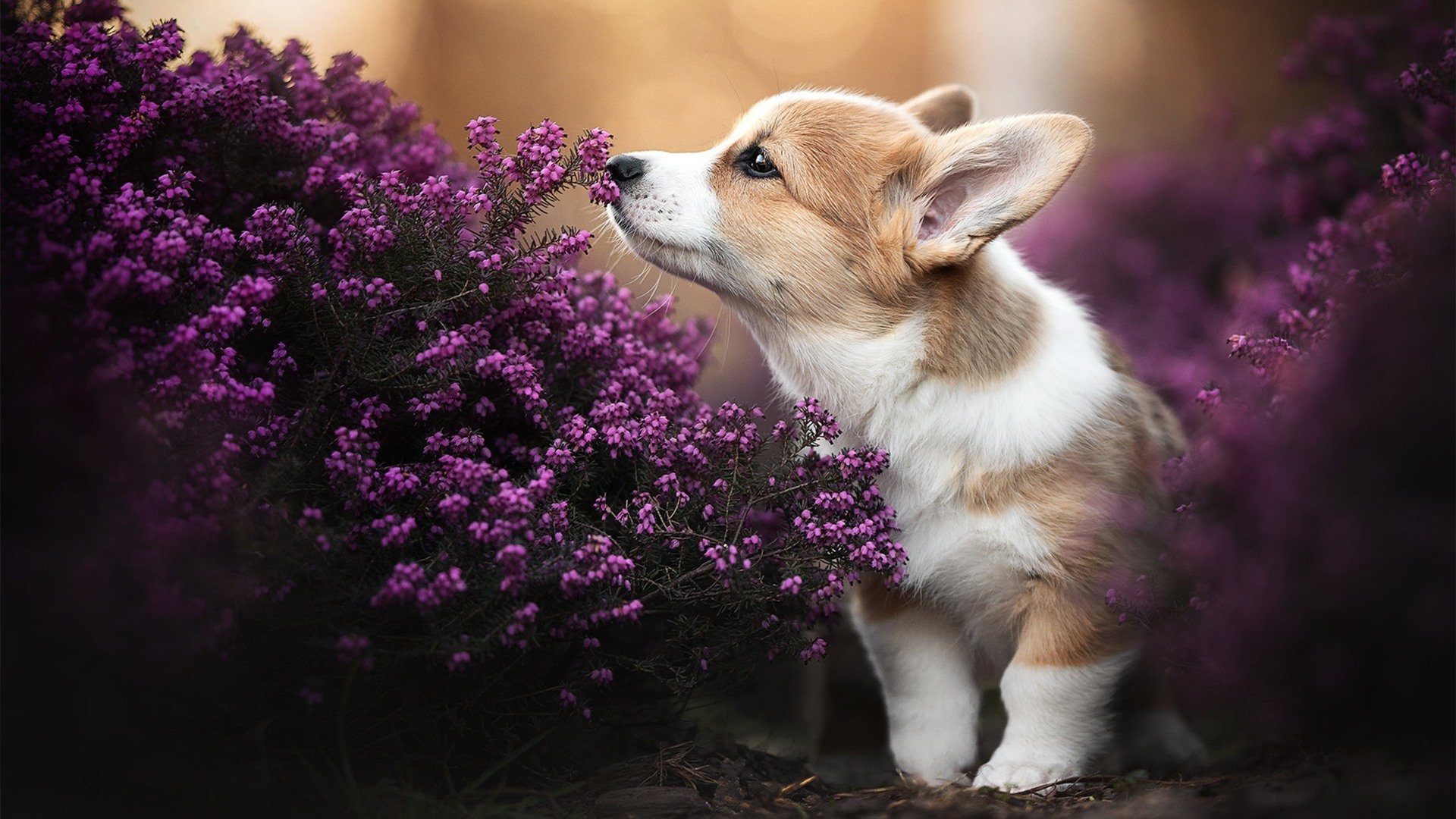 超越个体的屏障,阿尔及利亚铁血战术与坎特的不可能纪录