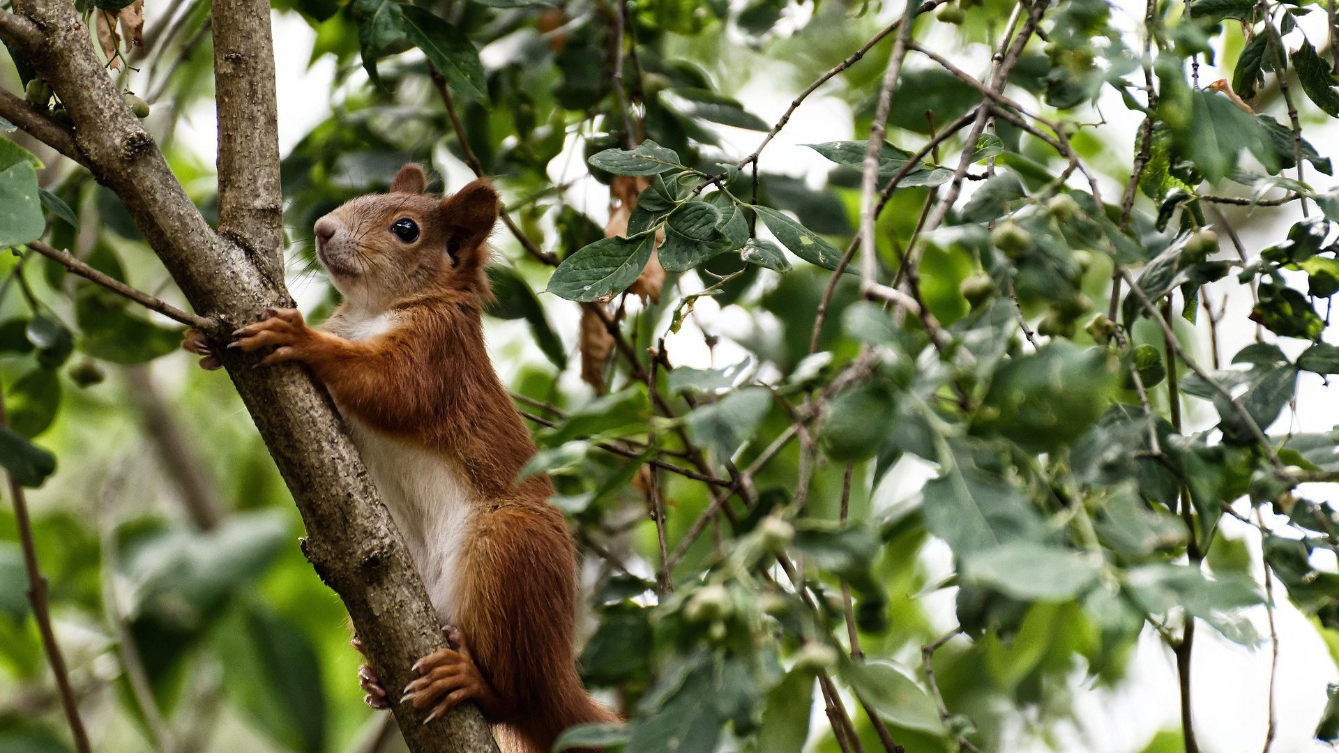 棋盘与钢铁洪流，奥运节点前，凯尔特人哲学如何冲垮浙江盾牌