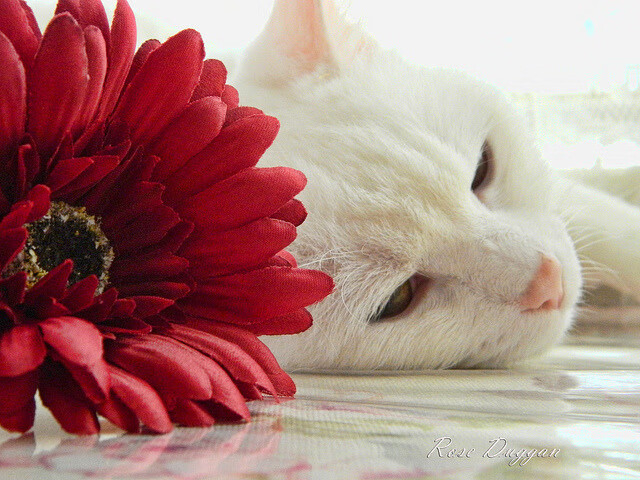 无解进攻盛宴！武切维奇轰破防线，山西队上演完美压制