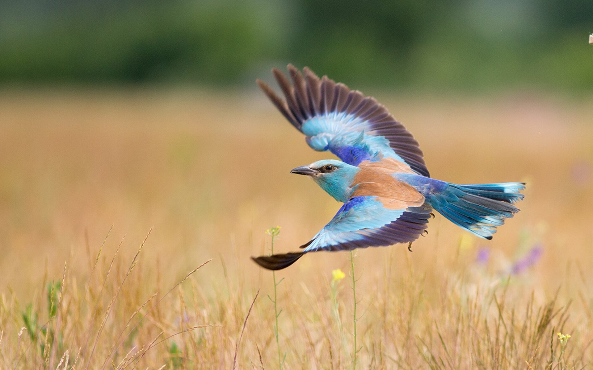 意甲焦点战之夜,当绿茵场需要勒布朗·詹姆斯