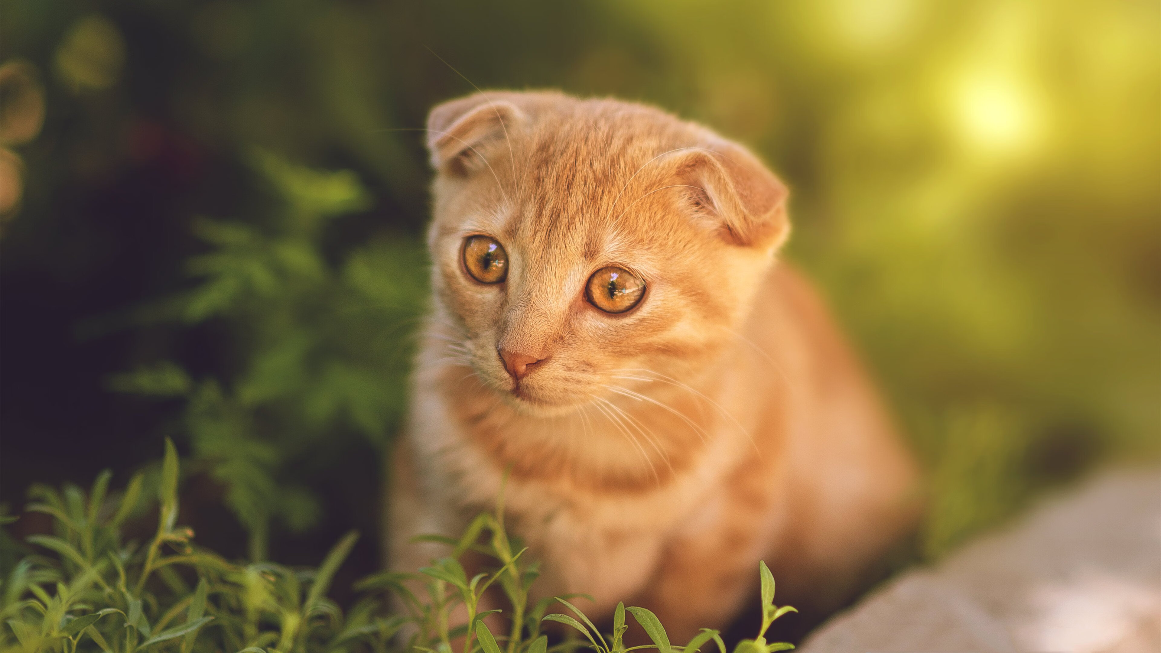 竞技场上的兵法，从爵士压制灰熊看奥运周期关键战的战略价值