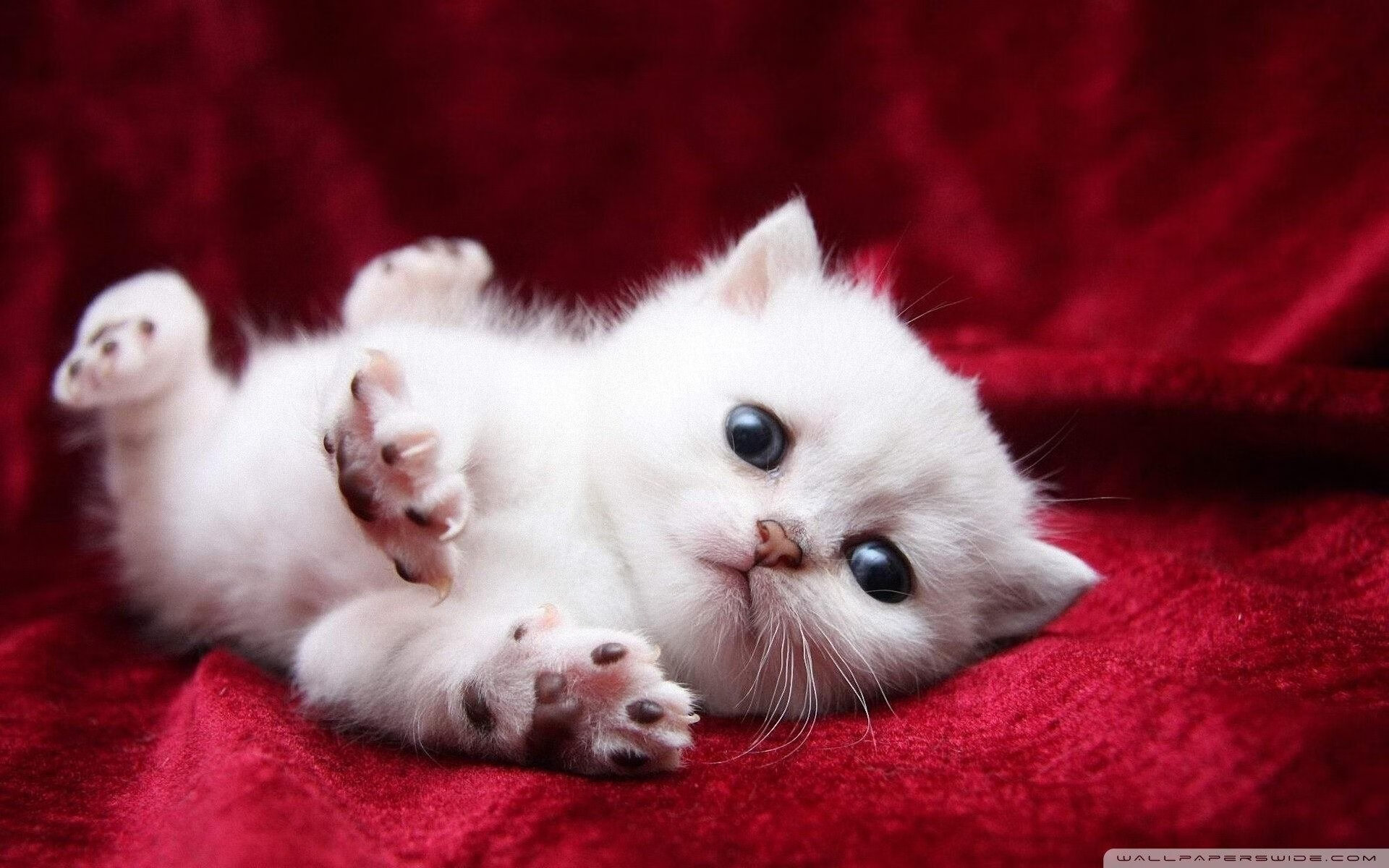 暗物质节奏吞噬能量太阳，文班亚马如何将时间折叠于掌心