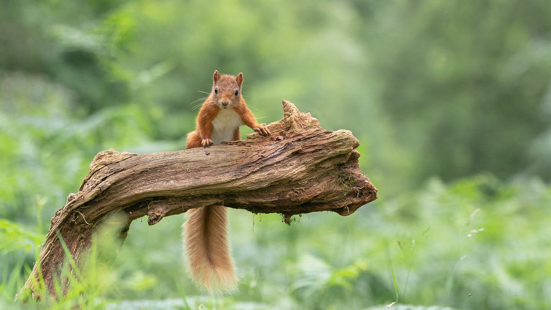 福登临危受命化身关键先生，塞维利亚友谊赛惊人击溃阿根廷