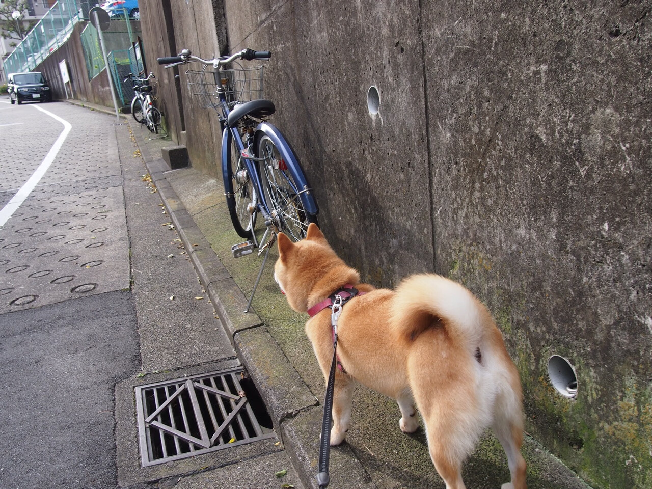 王车易位,武切维奇末节封王之战