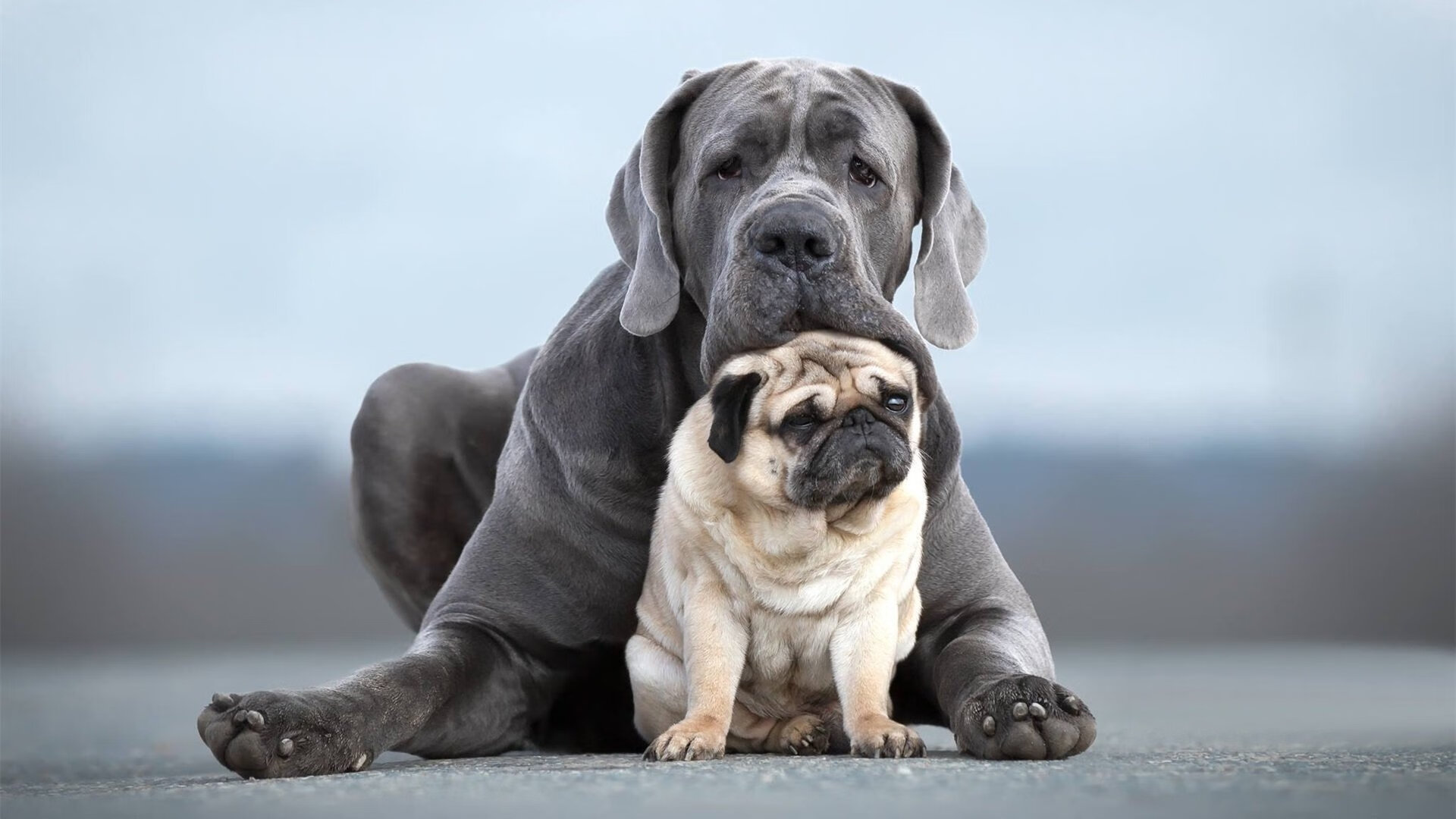 绝杀的唯一性，当劳塔罗的子弹贯穿红狼心脏