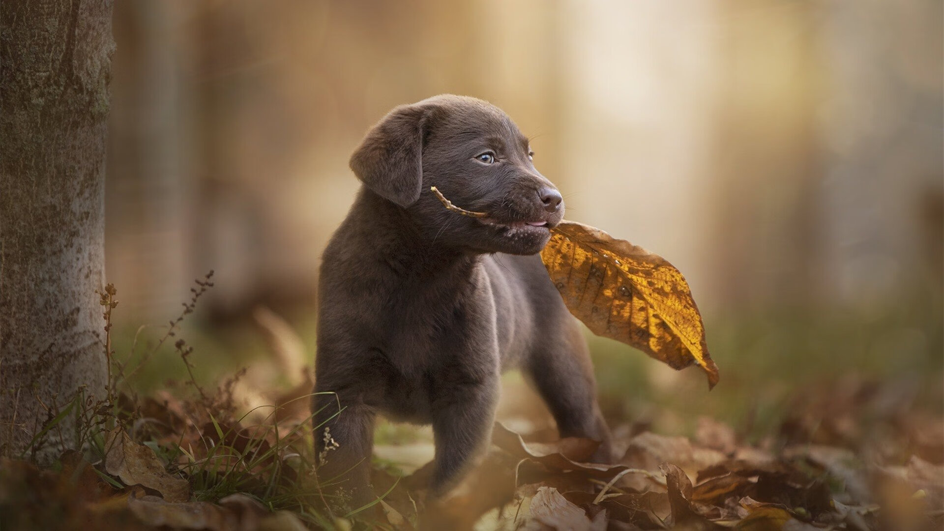 一个人的世界杯,齐耶赫用火烫脚踝,在E组写下唯一答案