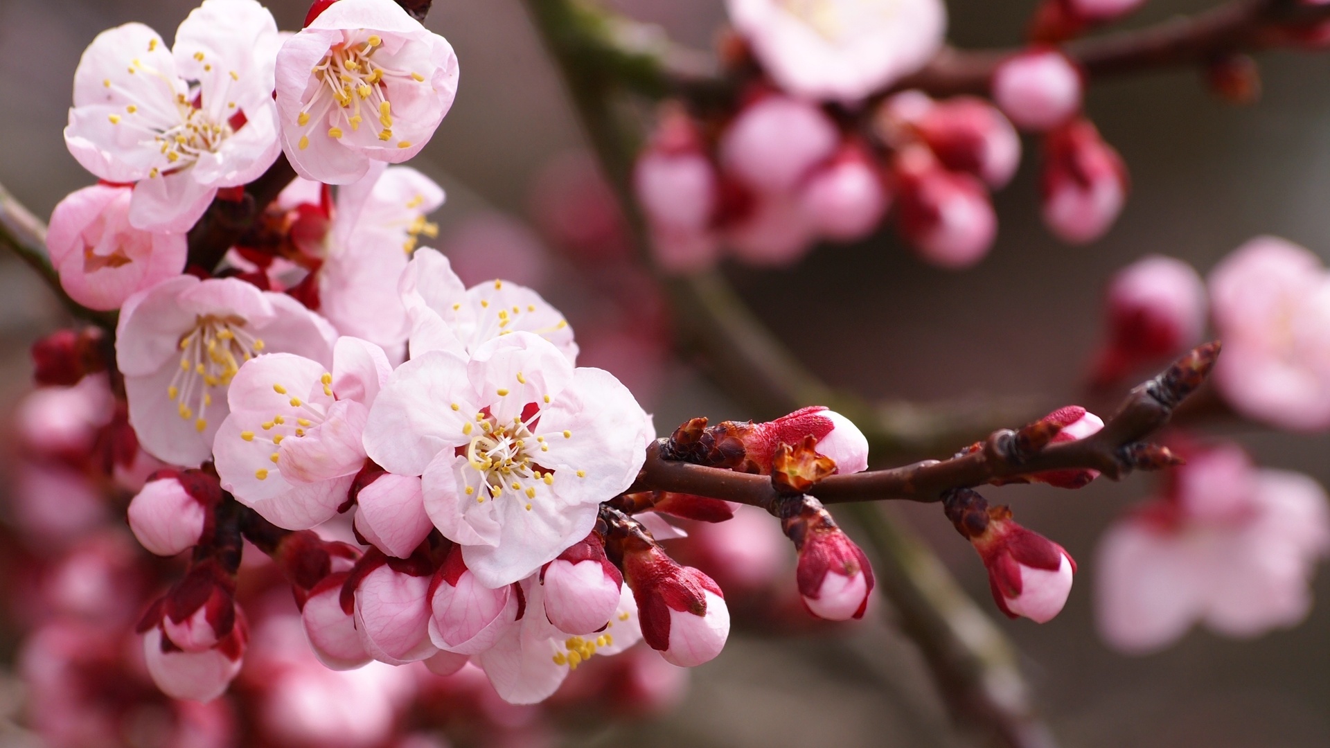 哈基米,2026世界杯B组的双面间谍—从摩洛哥到葡意之战的幕后操盘手